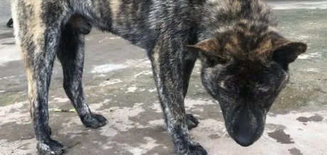 虎斑犬怎么训练?技巧在这 虎斑犬怎么训练?技巧在这