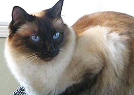 巴厘猫骨营养不良怎么回事？看这里~