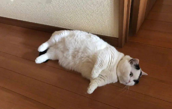 猫咪为什么趴着没精神了