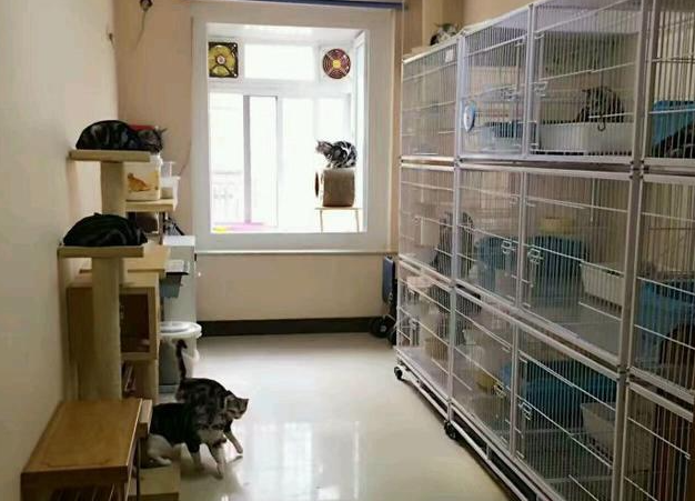 布偶正规猫舍吗