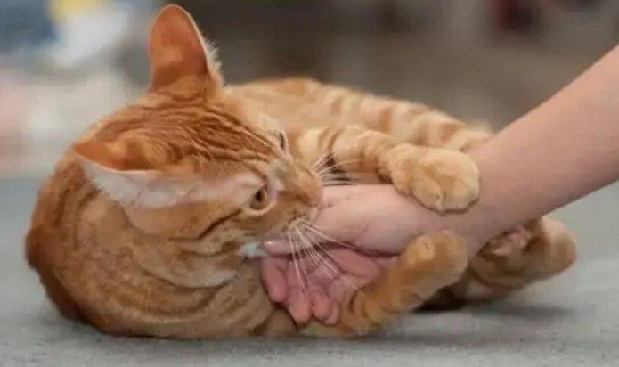 猫为什么抱着主人的手咬