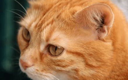 猫咪的耳朵为什么那么灵敏