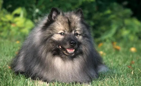 荷兰毛狮犬吃什么？该怎么饲养呢？