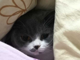 猫咪为什么要进被窝睡觉的原因