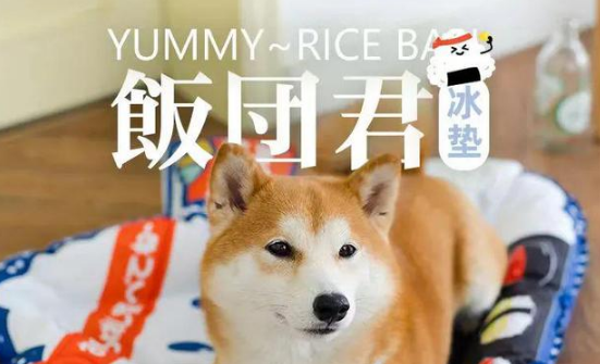 获数千万融资的Touchdog它它,如何以快时尚思路做宠物用品? 获数千万融资的Touchdog它它,如何以快时尚思路做宠物用品?