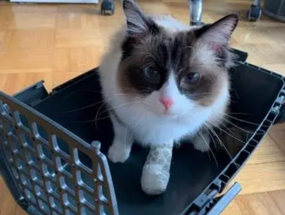猫死了真的会去喵星球吗