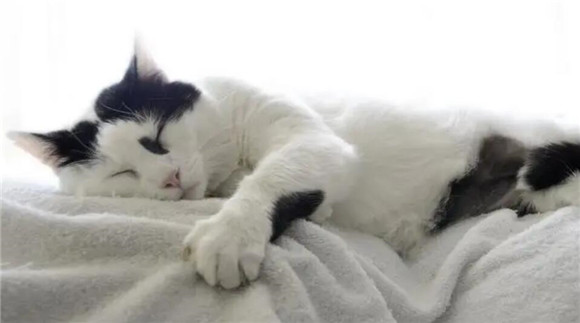 为什么家里的猫咪不好养呢 为什么家里的猫咪不好养呢