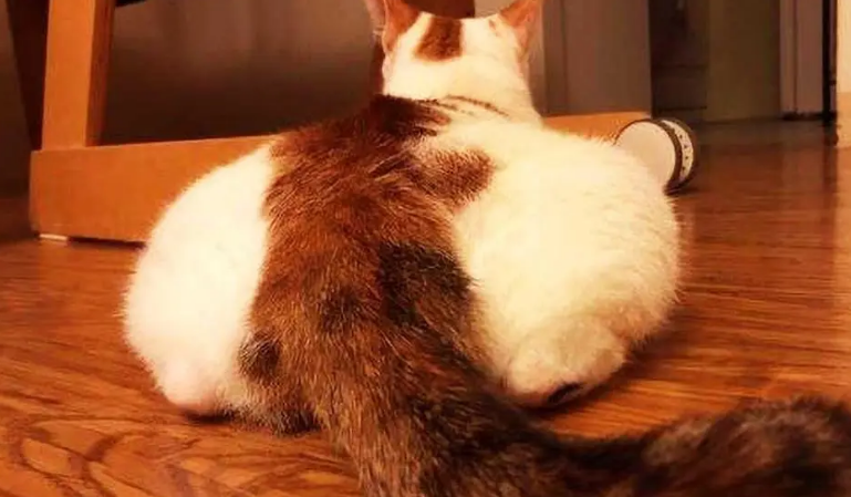 猫咪屁股为什么总被狗咬