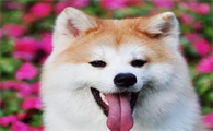秋田犬呕吐黄粘稠液体怎么回事?宠主来get下吧