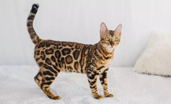 每日了解:孟加拉豹猫吃什么? 每日了解:孟加拉豹猫吃什么?
