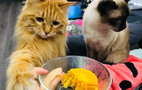 猫咪为什么爱吃芋头和红薯的原因