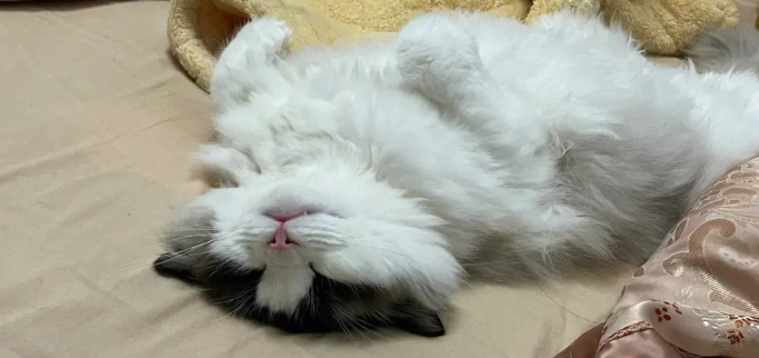 猫咪为什么睡在头顶上呢