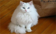 白毛长毛猫有哪些品种的