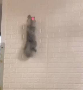 猫咪和主人玩游戏，在墙上来去自如，网友：你是一只壁虎吗 