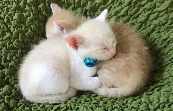 白猫粘人还是橘猫粘人