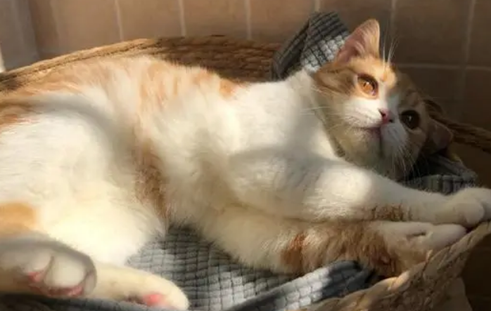 猫咪为什么没有在晒太阳呢