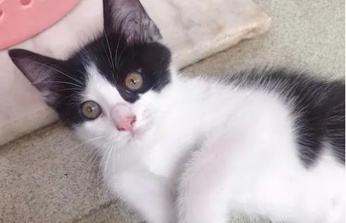 养奶牛猫的注意事项？小编跟大家说说。
