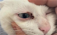 猫咪眼角为什么会肿起来