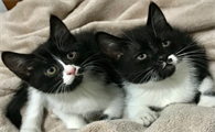 黑白猫和奶牛猫区分图片