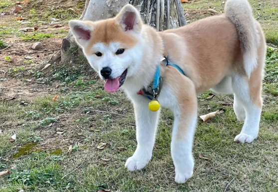 和秋田犬长得像的狗，你都知道哪些？