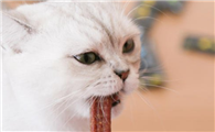 人吃猫条会怎么样