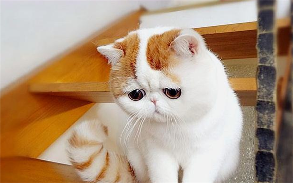异国短毛猫怎么看品相,一分钟让你变行家! 异国短毛猫怎么看品相,一分钟让你变行家!