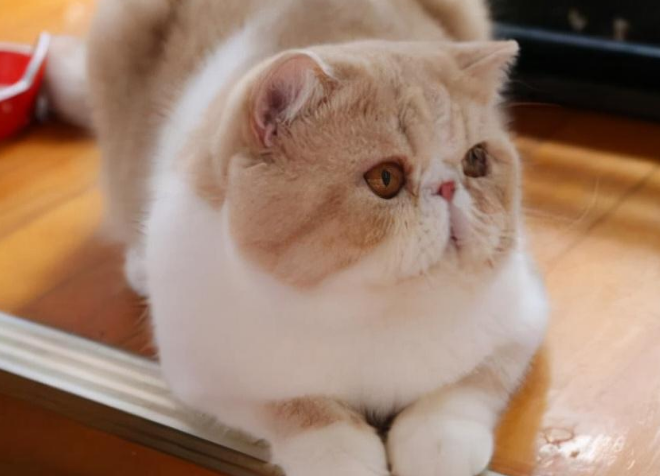 养异国短毛猫需要什么?感兴趣的来看看吧 养异国短毛猫需要什么?感兴趣的来看看吧