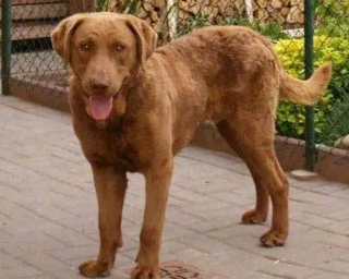乞沙比克猎犬扑咬训练技巧,速来了解一波 乞沙比克猎犬扑咬训练技巧,速来了解一波