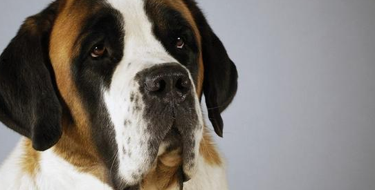 圣伯纳犬拉稀怎么办?这些解决方法要了解清楚! 圣伯纳犬拉稀怎么办?这些解决方法要了解清楚!