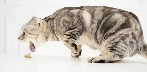 猫咪不吃东西,呕吐,没精神
