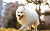 带你了解，萨摩耶犬瘟热怎么治疗？