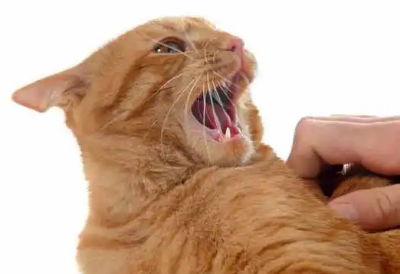 为什么有的猫咪爱咬人呢