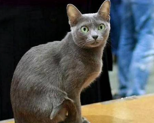 科拉特猫怎么训练?这里可以了解~ 科拉特猫怎么训练?这里可以了解~
