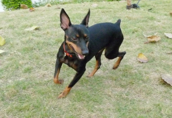 迷你杜宾犬能看家吗？来了解一下吧！