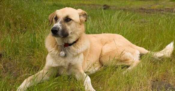 今日科普：安纳托利亚牧羊犬绝育好不好？