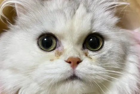 猫咪的泪痕为什么是红色的