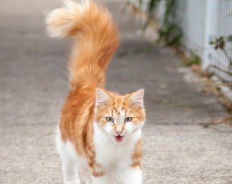 猫咪为什么抬尾巴