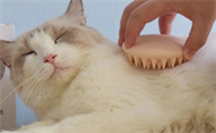 猫咪鼻头为什么会裂开流血呢怎么回事