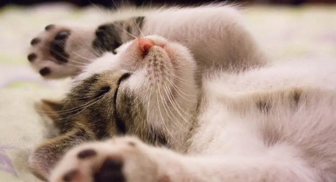 猫咪为什么好睡觉呢