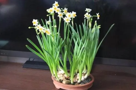 养猫不能养的植物大全