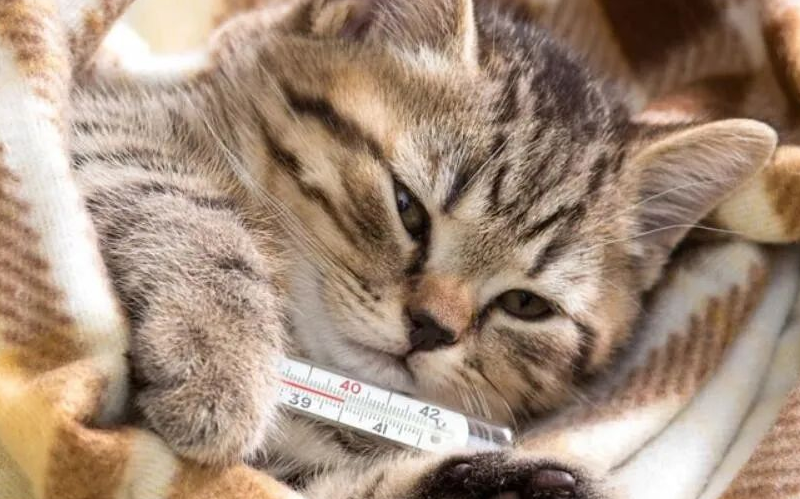 猫体温下降是什么原因
