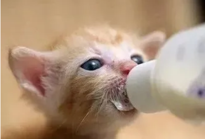 猫咪喝牛奶粉的原因 猫咪喝牛奶粉的原因