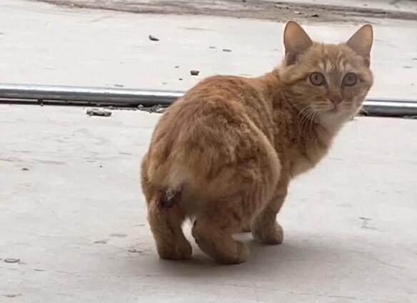 野生猫咪为什么尾巴断了呢