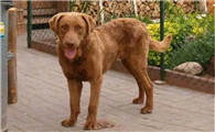 乞沙比克猎犬得了细小怎么治疗？医生支招→