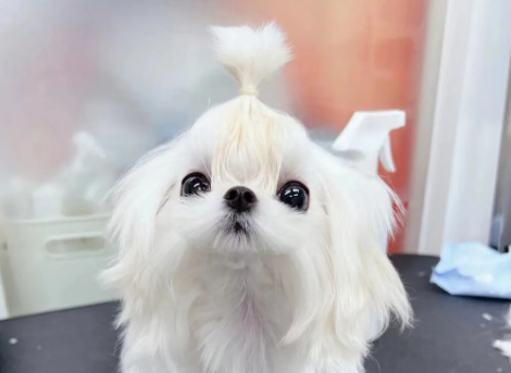 马尔济斯犬配种最佳时间是什么时候?来看看吧 马尔济斯犬配种最佳时间是什么时候?来看看吧