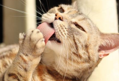 猫为什么老是舔猫毛