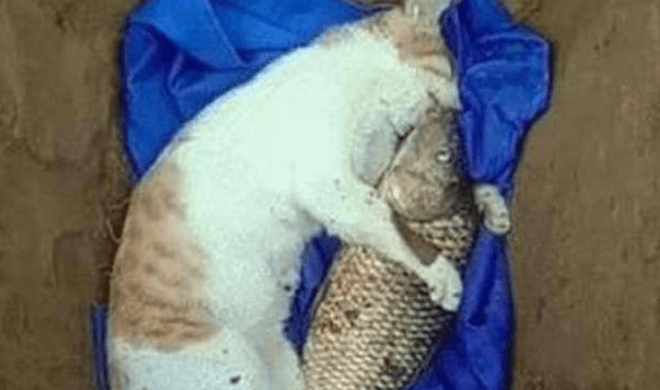 猫死了,主人用一条大鱼陪葬,永远不差吃的 猫死了,主人用一条大鱼陪葬,永远不差吃的