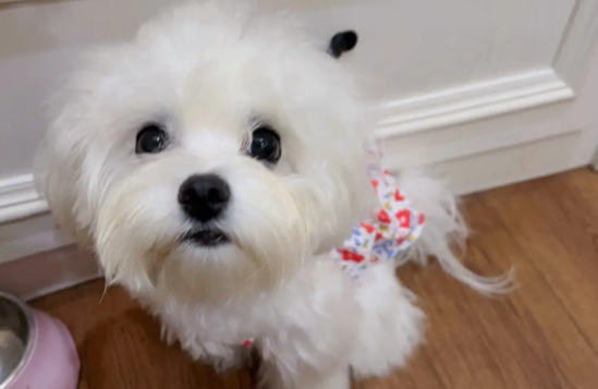 马尔济斯犬不能吃什么？快来了解一下