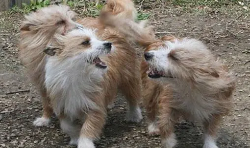 葡萄牙波登可犬抽搐怎么办?要找到原因 葡萄牙波登可犬抽搐怎么办?要找到原因