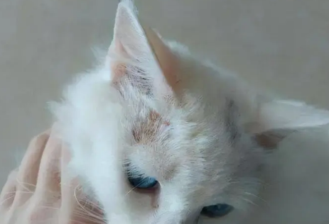 猫长赖了传染人吗